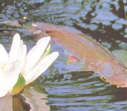 Знания о рыбах