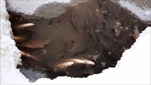 При каких условиях в водоемах возникают заморы