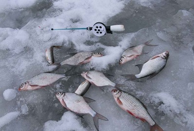 Подлещик и плотва – соперники?