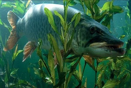 Биология и физиология рыб