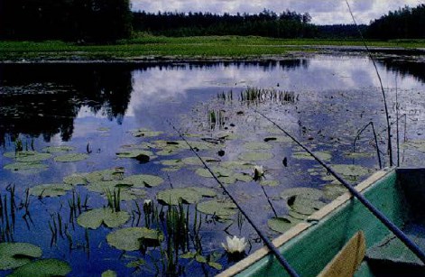 Заросший пруд