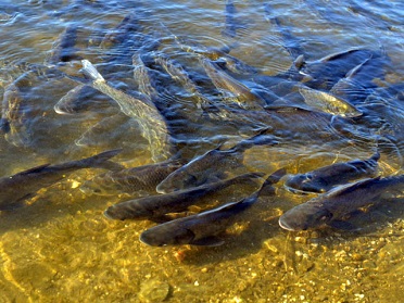 Рыба в водохранилищах
