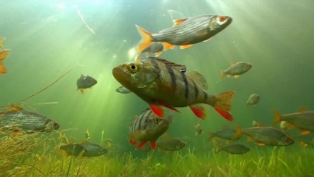 Рыбы в водоемах