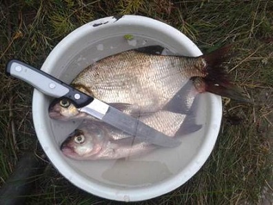 Меры сохранения рыбы